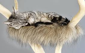 Maine coon cat nation is the complete guide for owners (or future owners!) of this beautiful cat breed. Cat Perches For Large Cats The Happy Cat Site