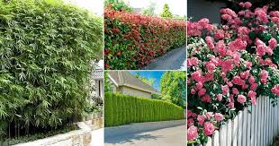 Plants You Can Grow Instead Of A Fence