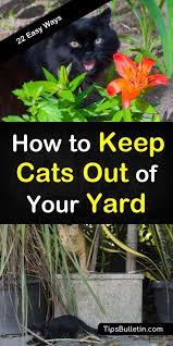 how to keep cats out of your yard 22
