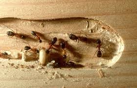 carpenter ants genus conotus