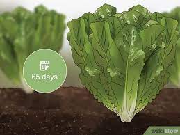 how to harvest romaine lettuce 11