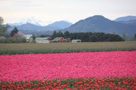 guide to skagit valley