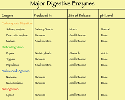 Digestive Enzymes Digestion Process Human Digestive