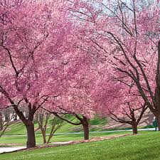 Image result for pink flowering cherry trees