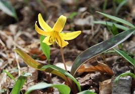 march 2022 yellow trout lily