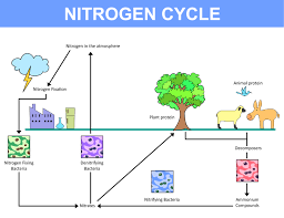 Nitrogen Cycle Explained Edusaint