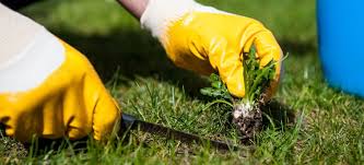 Killing Lawn Weeds Without Harming The