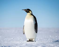 They dive as deep as these crustaceans often come near the surface to feed on algae. Emperor Penguin Facts Diet Habitat Pictures On Animalia Bio
