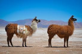 fun facts about llamas