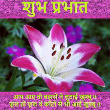 lily flowers good morning wishes and