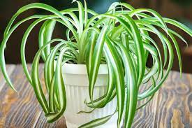 8 Indoor Plants That Purify The Air So