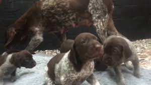 Their eyes are almond shaped, brown, and. Aytee German S H Pointer Puppies 2016 K Litter 4 Weeks Old Youtube