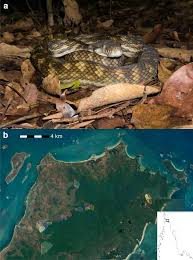 giant pythons simalia amethistina