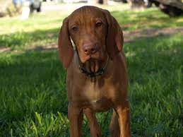 How much is a vizsla? Google Image Result For Http 4 Bp Blogspot Com Wgksxyk Myi Swcdis9twni Aaaaaaaaaoi Wzxm0ftk954 S1600 Vizsla 2bpuppies Vizsla Vizsla Puppies For Sale Puppies
