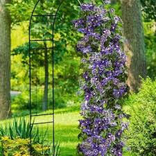 With its royal symbolism, shades of purple are sure to add some elegance to your garden! Spring Hill Nurseries 1 Pack In Pot Purple Flowering Taiga Clematis Vine Lowes Com In 2021 Clematis Vine Purple And White Flowers Spring Hill Nursery