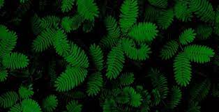 wallpaper foliage green leaves plant