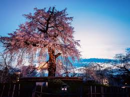 .cherrytree password protected document is opened, an unprotected copy is extracted to a temporary folder of the filesystem; The Top 7 Places In Japan To See Cherry Blossom Booking Com