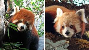 Red pandas have always lived in the shadow of the other, more famous panda. Red Pandas Are Two Species Not One Bbc News