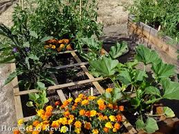 square foot gardening vs french intensive