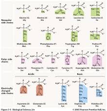 Amino Acids Biochemistry Organic Chemistry Teaching