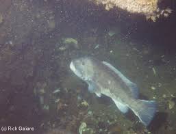 Wrasses Blackfish Cunner Marine Biology New Jersey