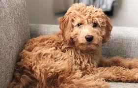 top 21 most por poodle mix dog breeds