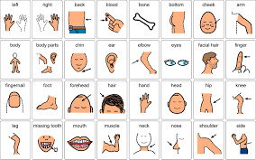 Here is a list of some other parts of the body that have not been included above. Body Parts Not Only For Young Learners Or Elementary Students Tutor Blog