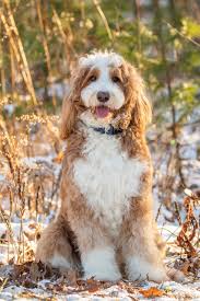 If you're looking for bernedoodles maine, you came to the right place. Doodlemaineia Com Maine Doodle Dog Breeder Quality Genetics