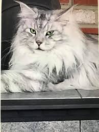 100% cage free cattery for kittens for sale. Colorado Maine Coons Where The Poly S Play