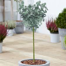 Many large shrubs are easily pruned to a small ornamental tree, such as viburnums, late lilacs and winged euonymus. Incentive Promotionals Eucalyptus Gunnii Tree Tasmanian Cider Gum Potted Ornamental Trees For Small Gardens Lollipop Standard Stem Garden Plant 70 80cm Incl Pot Garden Outdoors 80 Off Www Misrtalateen Com