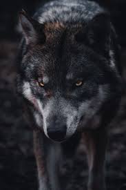 You can download and install the wallpaper and also utilize it for your desktop computer computer. Wolf Wallpapers Free Hd Download 500 Hq Unsplash