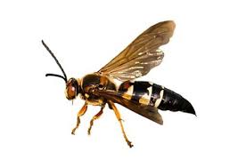 Complete Guide To Stinging Insects In Maryland Virginia