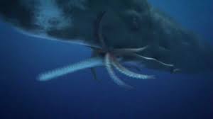 colossal squid giant squid vs