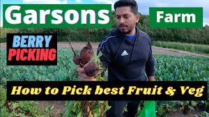 garsons farm berry picking uk best