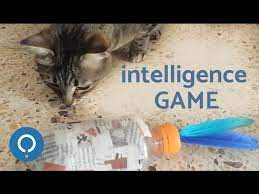 diy cat games intelligence game you