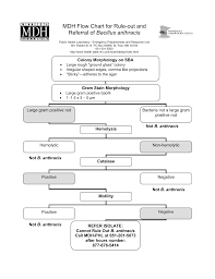 Mdh Flow Chart For Rule Out And Referral Of Bacillus Anthracis