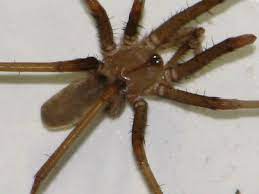 We did not find results for: Southern House Spider Wikipedia