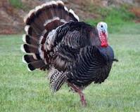 how-did-turkeys-turn-white