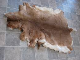 whitetail deer taxidermy tanned fur on