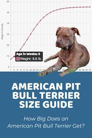 american pit bull terrier size guide
