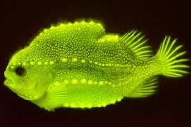 fish has a secret glow