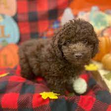 mini poodle puppy new haven