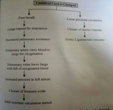 Notes On Changes In The Fetal Circulation At Birth Pcl