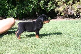 Dog Articles Bone Muscle Power And The Loss Of Rottweiler