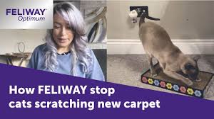 stop cats scratching new carpet