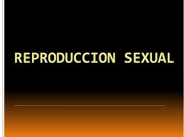 ppt reproduccion powerpoint