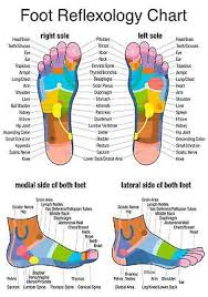 Reflexology Labeled Medial Lateral Foot Chart Holistic