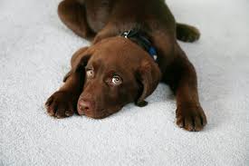 what s the best flooring for your dog