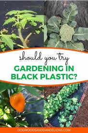 Is Gardening With Black Plastic Right