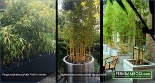 Bamboo For Terrace And Rooftop